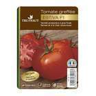 Plant de tomate 'Estiva' F1 greffée : pot de 1 litre